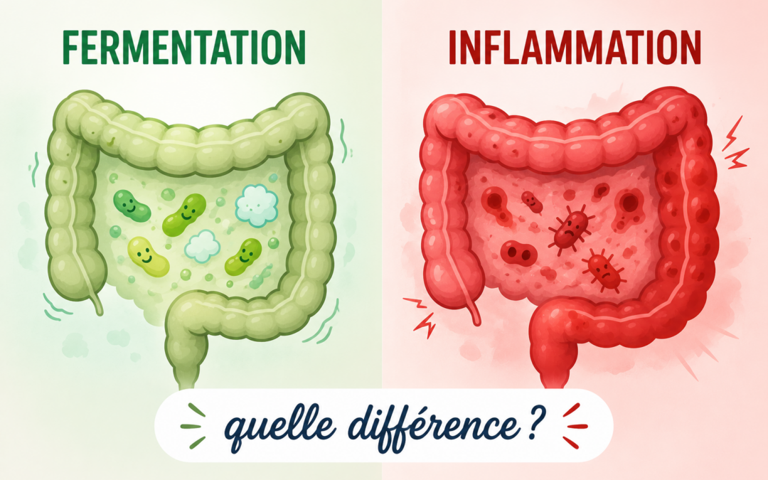 Différentiel des troubles digestifs : fermentation (SII) versus inflammation (MICI)